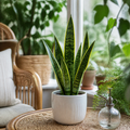 Sansevieria Superba in 12cm Pot | Air-Purifying Snake Plant for Low Light Spaces Plants By Post
