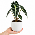 Alocasia Polly Elephant Ear 12cm Pot Plants By Post