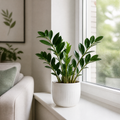 Zamioculcas Zamiifolia ZZ Plant 12cm Pot – Easy Care Indoor Houseplant Plants By Post