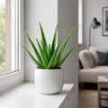 Aloe Vera Plant 12cm Pot for Indoors - Medicinal Houseplant Plants By Post