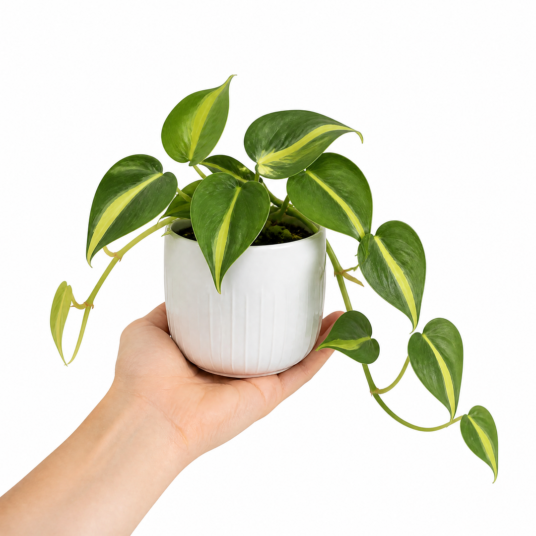 Philodendron Scandens Heartleaf Philodendron in 12cm Nursery Pot Plants By Post