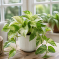 Epipremnum Marble Queen Pothos 12cm Pot Plants By Post