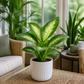 Dieffenbachia Compacta Dumb Cane 12cm Pot Plants By Post