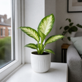 Dieffenbachia Camilla Dumb Cane 12cm Pot Plants By Post