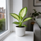 Glossy White Ceramic Pot