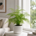 Asparagus Setaceus Lace Fern 12cm Pot Plants By Post