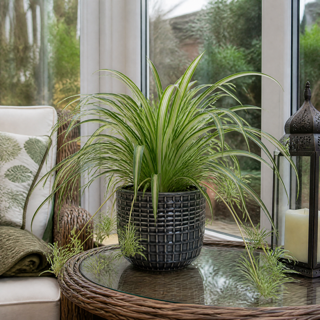 Chlorophytum Spider Plant 12cm - Air Purifying Plant Plants By Post
