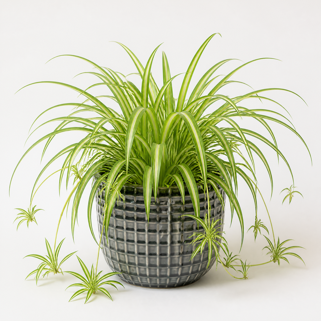 Chlorophytum Spider Plant 12cm - Air Purifying Plant Plants By Post