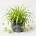 Chlorophytum Spider Plant 12cm - Air Purifying Plant Plants By Post