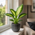 Dieffenbachia Compacta Dumb Cane 12cm Pot Plants By Post