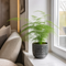 Grey Ceramic Pot