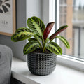 Maranta Leuconeura Prayer Plant 12cm - Beautiful Tricolour Indoor Foliage Plants By Post