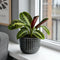 Grey Ceramic Pot