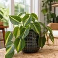 Philodendron Scandens Heartleaf Philodendron in 12cm Nursery Pot Plants By Post