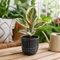 Grey Ceramic Pot