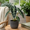 Alocasia Polly Elephant Ear 12cm Pot Plants By Post