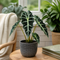 Grey Ceramic Pot