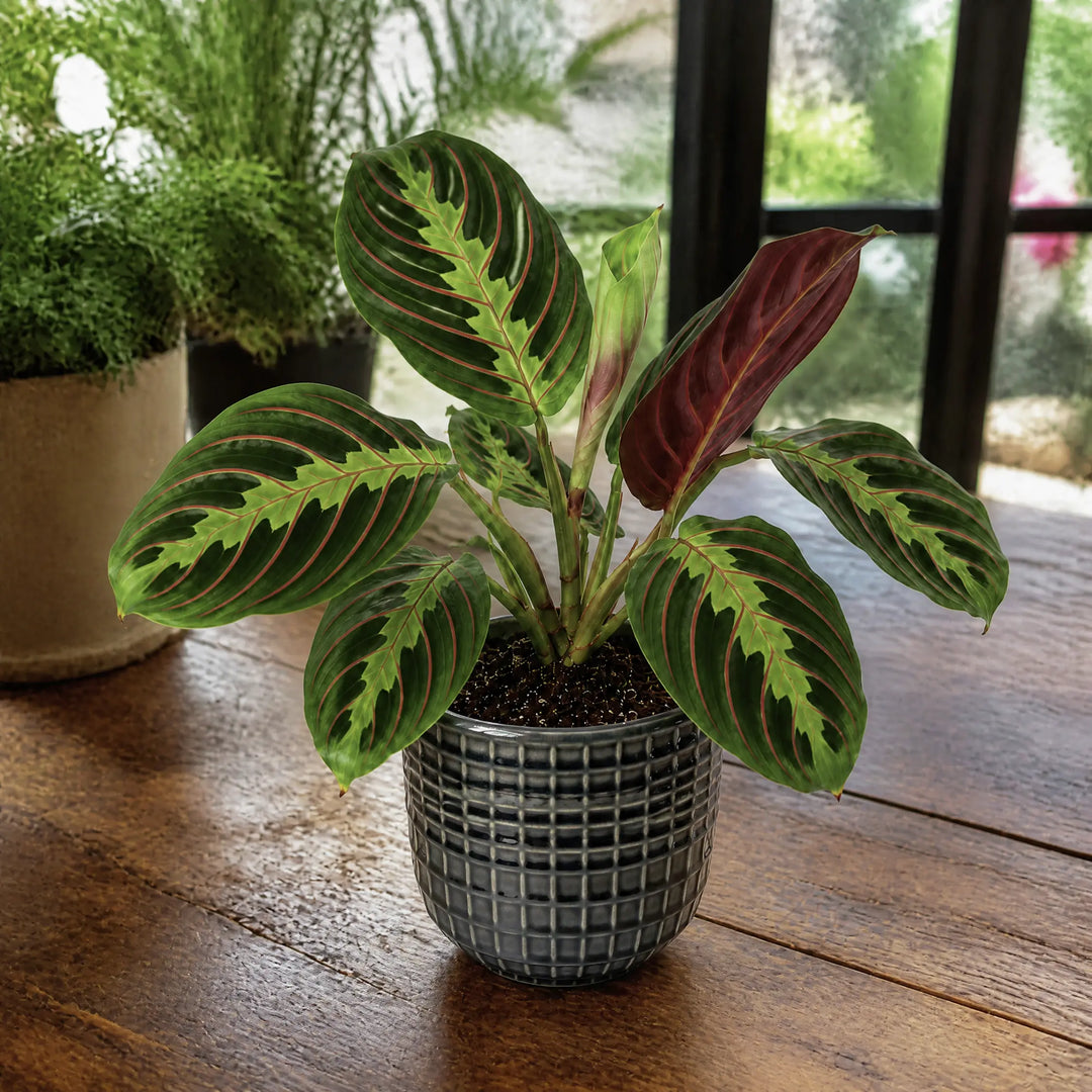 Maranta Leuconeura Prayer Plant 12cm - Beautiful Tricolour Indoor Foliage Plants By Post