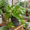 Grey Ceramic Pot
