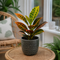 Grey Ceramic Pot