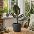 Ficus Robusta Rubber Plant 17cm Pot – Easy Care Indoor Houseplant Plants By Post