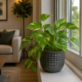 Epipremnum Aureum – Golden Pothos Devil’s Ivy Houseplant in 12cm Pot Plants By Post UK