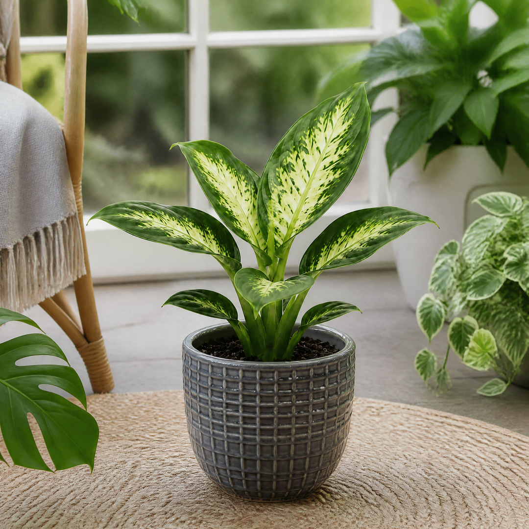 Dieffenbachia Compacta Dumb Cane 12cm Pot Plants By Post
