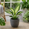 Grey Ceramic Pot