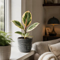 Ficus Tineke Rubber Plant 12cm Pot Plants By Post