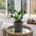 Zamioculcas Zamiifolia ZZ Plant 12cm Pot – Easy Care Indoor Houseplant Plants By Post