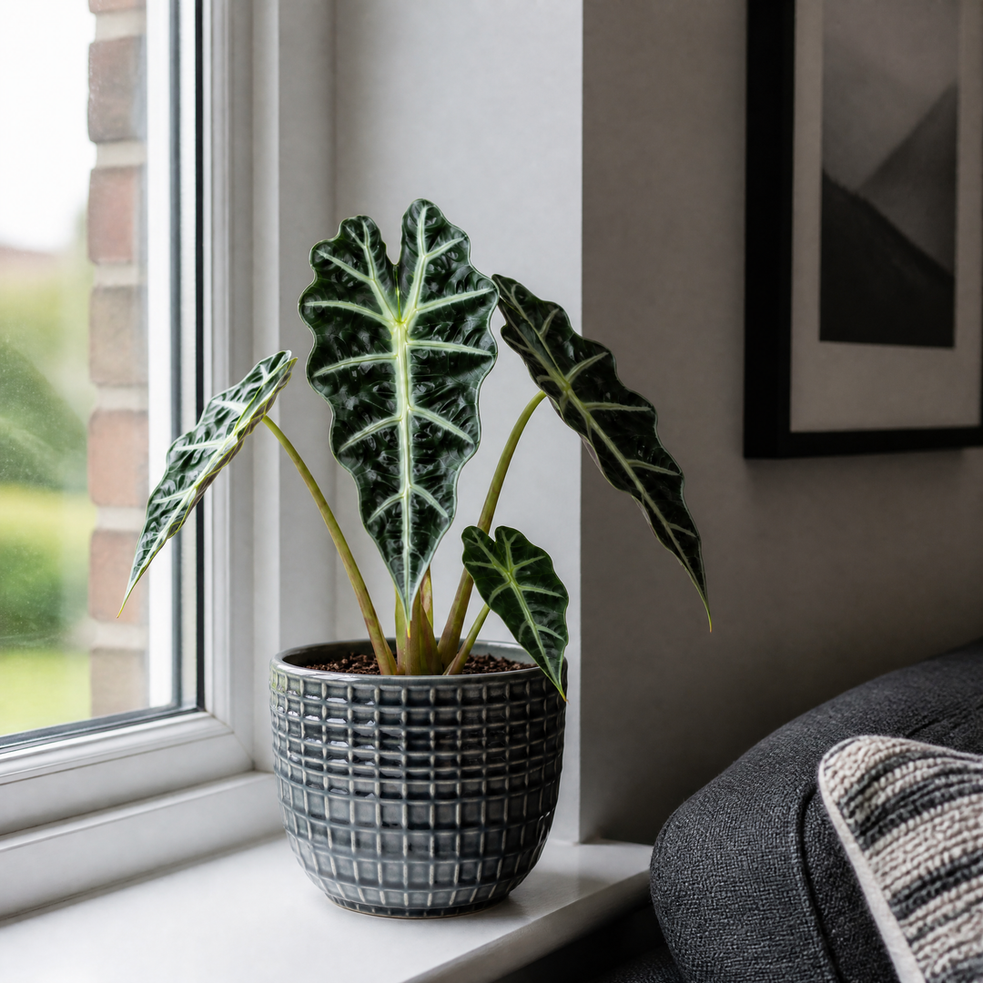 Alocasia Polly Elephant Ear 12cm Pot Plants By Post
