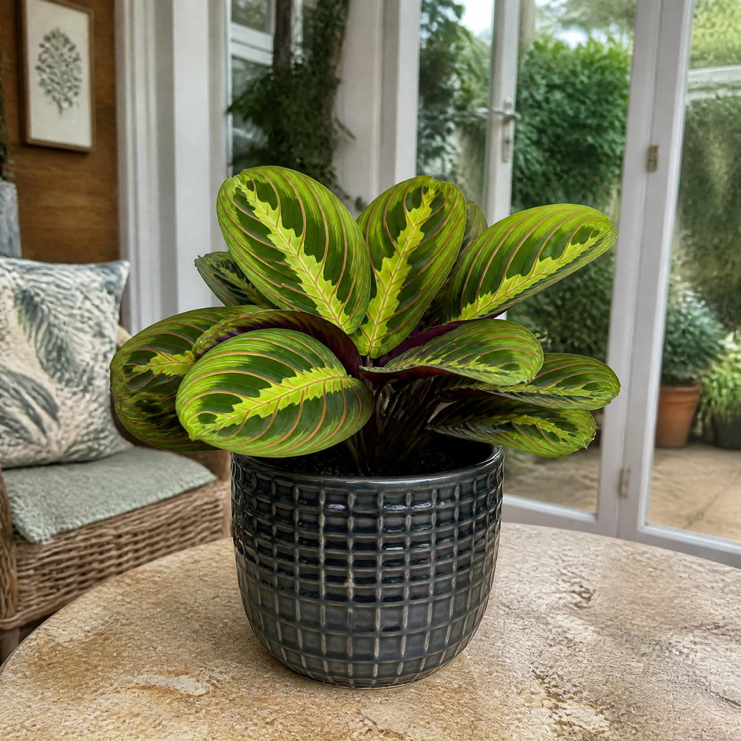 Maranta Lemon Lime Prayer Plant 12cm Pot – Variegated Indoor Houseplant The Rose Press Garden
