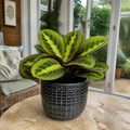 Maranta Lemon Lime Prayer Plant 12cm Pot – Variegated Indoor Houseplant The Rose Press Garden