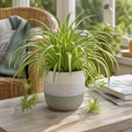 Chlorophytum Spider Plant 12cm - Air Purifying Plant Plants By Post