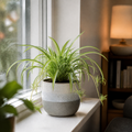 Chlorophytum Spider Plant 12cm - Air Purifying Plant Plants By Post