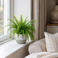 Nephrolepis Boston Fern in a Decorative Ceramic Pot Plants By Post UK