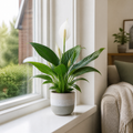 Peace Lily Plant 12cm - Air Purifying Houseplant Elegant Indoor Plant with White Flowers Plants By Post UK