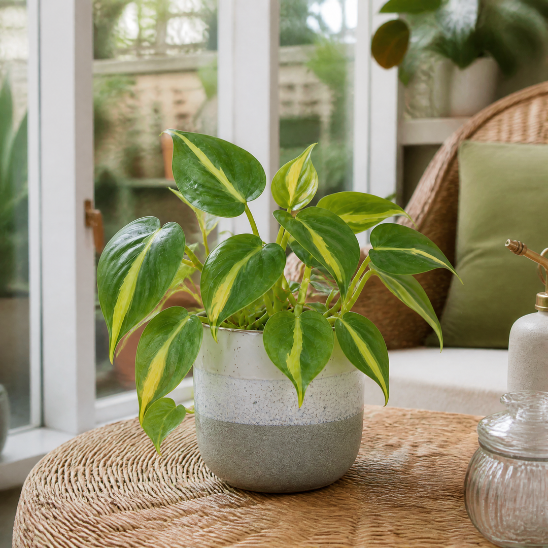 Philodendron Scandens Heartleaf Philodendron in 12cm Nursery Pot Plants By Post
