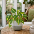 Philodendron Scandens Heartleaf Philodendron in 12cm Nursery Pot Plants By Post