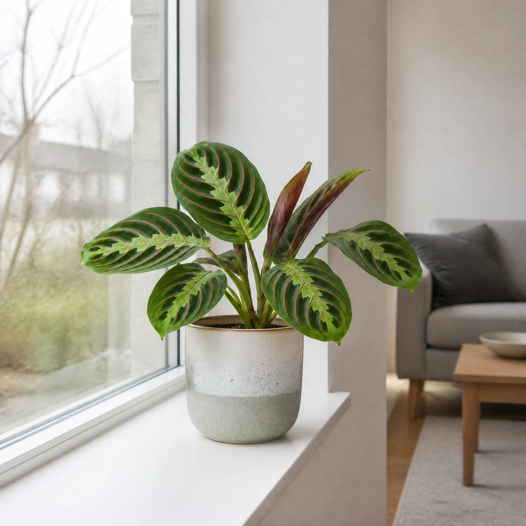 Maranta Leuconeura Prayer Plant 12cm - Beautiful Tricolour Indoor Foliage Plants By Post