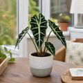 Alocasia Polly Elephant Ear 12cm Pot Plants By Post