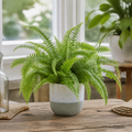 Nephrolepis Boston Fern in a Decorative Ceramic Pot Plants By Post UK