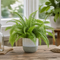 Grey Stoneware Pot