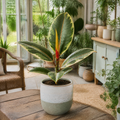 Ficus Belize Pink Rubber Plant 12cm Pot – Variegated Indoor Houseplant The Rose Press Garden