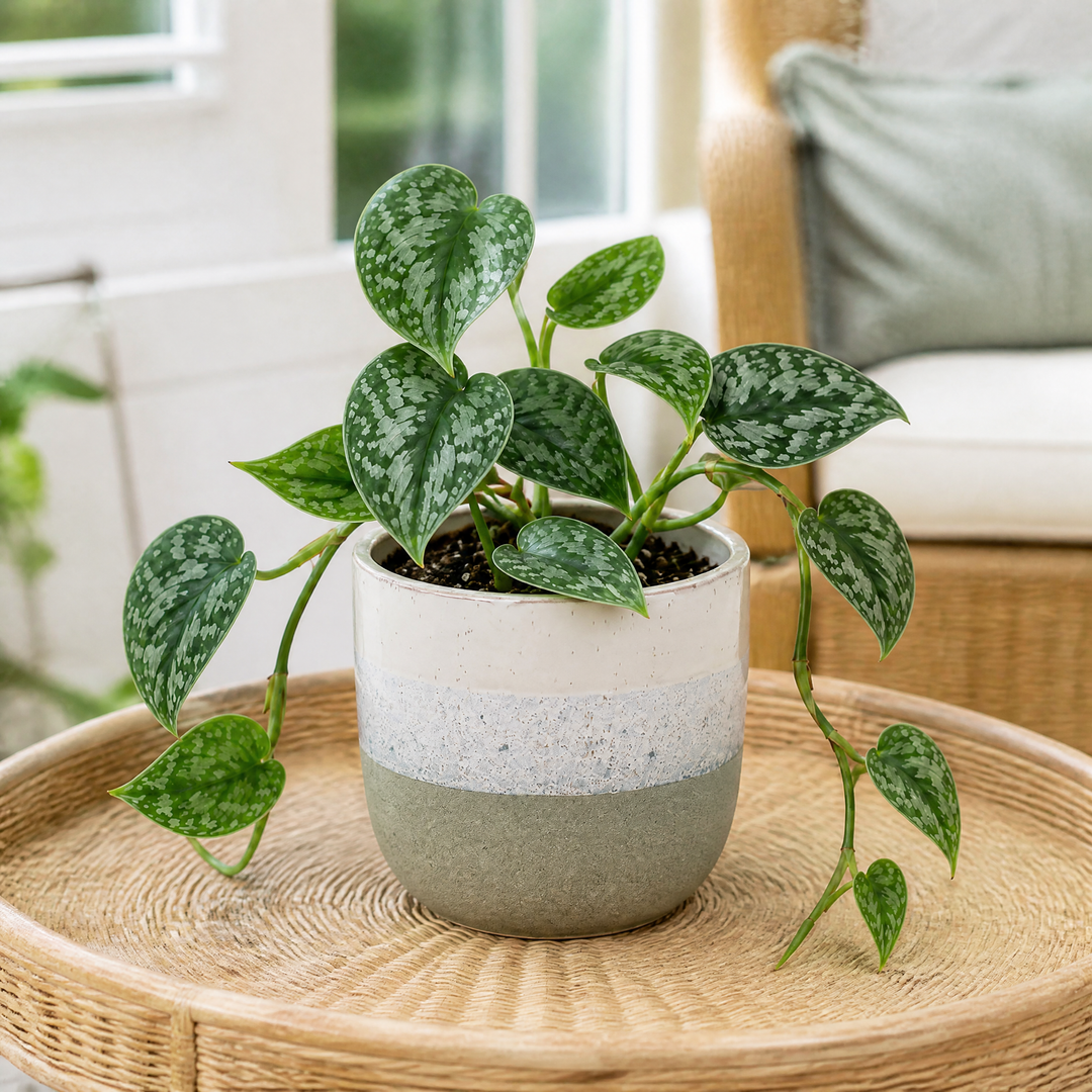 Scindapsus Pictus Trebie Pothos 12cm Pot Plants By Post