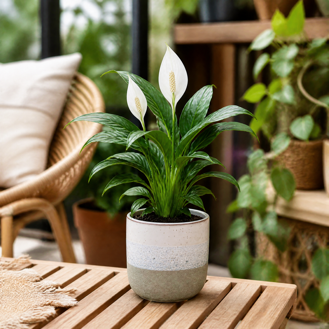 Peace Lily Plant 12cm - Air Purifying Houseplant Elegant Indoor Plant with White Flowers Plants By Post UK
