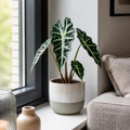 Alocasia Polly Elephant Ear 12cm Pot Plants By Post