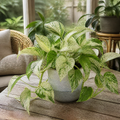 Epipremnum Marble Queen Pothos 12cm Pot Plants By Post