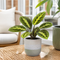 Grey Stoneware Pot