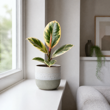 Ficus Tineke Rubber Plant 12cm Pot Plants By Post